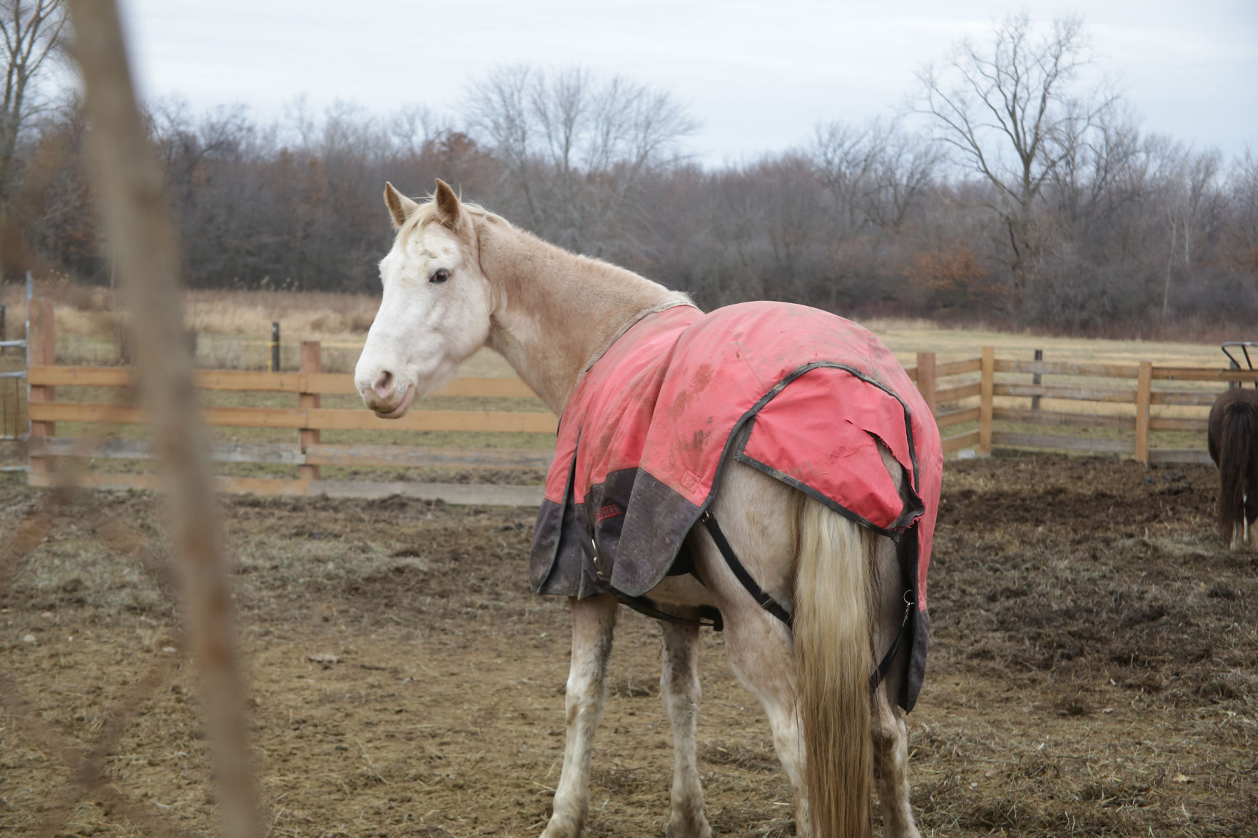 Erin's Farm animal sanctuary